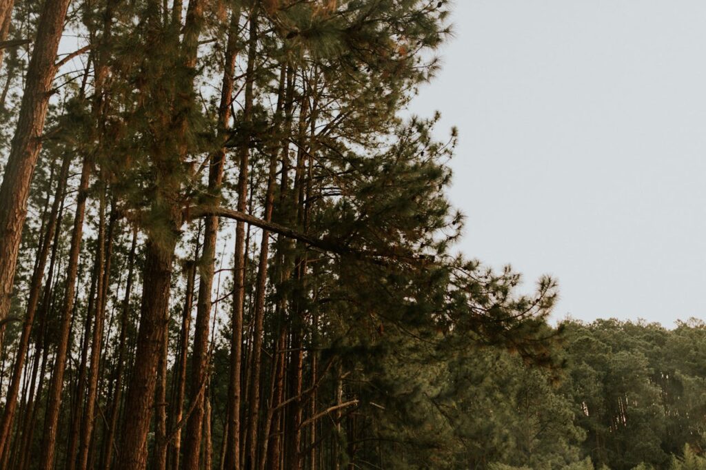 Mastering the First Impression: Your intriguing post title goes here A tranquil forest scene featuring tall pine trees under a clear sky, perfect for nature themes.